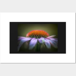 Echinacea flower close-up Posters and Art